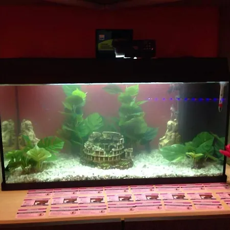 בית הארחה Cleopatra 3*